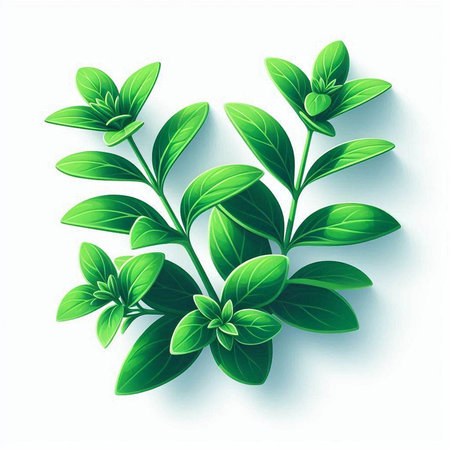 Fresh oregano leaves on white background. Vector illustration. Eps 10.のイラスト素材