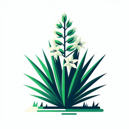Illustration of the yucca plant on a white background.のイラスト素材
