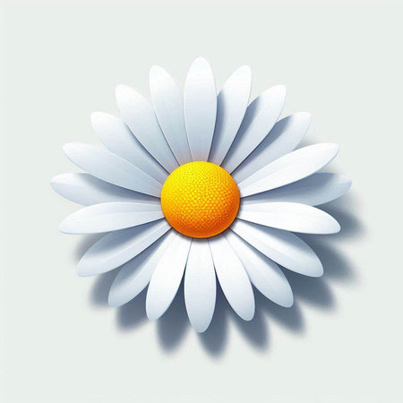 White daisy with orange on a white background. Vector illustration.のイラスト素材