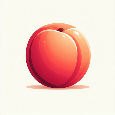 Vector illustration of a ripe apricot on a white background.のイラスト素材