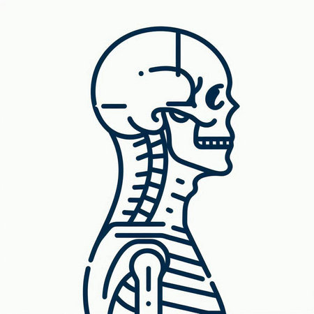 Human skeleton. Vector illustration in doodle style isolated on white background.のイラスト素材