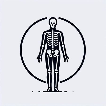 Human skeleton anatomy. Vector illustration in flat style on white background.のイラスト素材