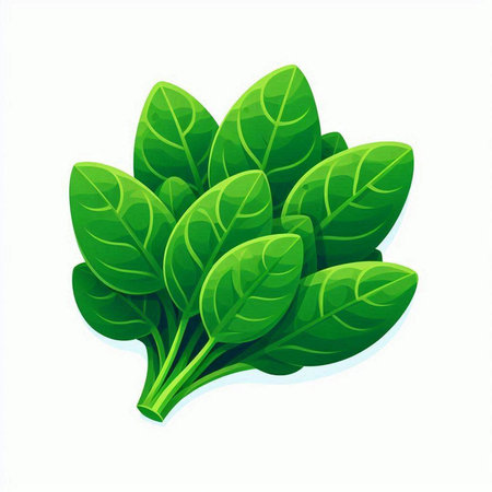 Spinach vector illustration isolated on white background. Fresh green leaves.のイラスト素材