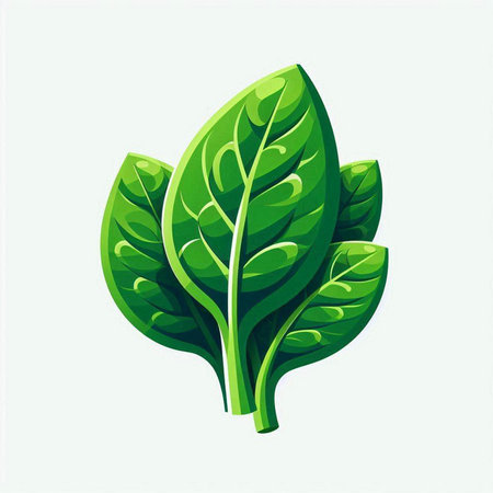Spinach leaves vector illustration. Fresh green leaves isolated on white background.のイラスト素材
