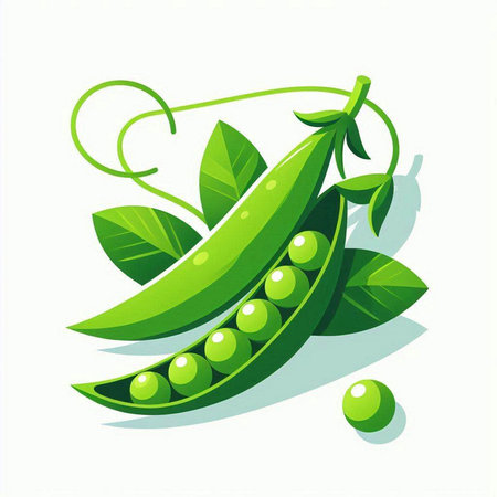 Pea pods and leaves on a white background. Vector illustration.のイラスト素材
