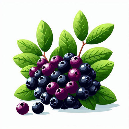 Blueberries with green leaves isolated on white background. Vector illustration.