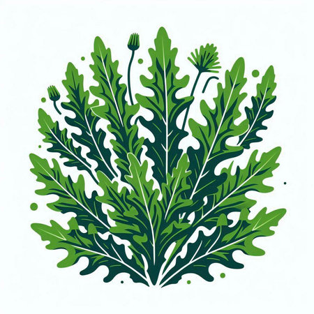 Green leaves of arugula on white background. Vector illustration.