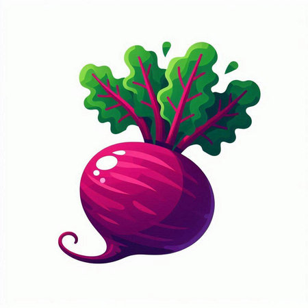 Beetroot vector illustration isolated on white background. Vegetarian food.