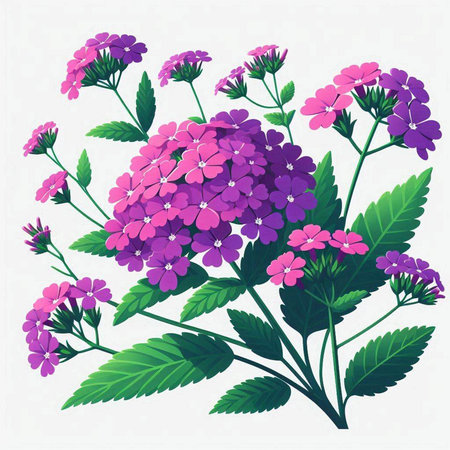 Bouquet of purple flowers on a white background. Vector illustration.