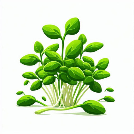 Illustration of fresh green spinach sprouts on white background - vectorのイラスト素材