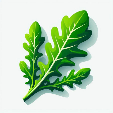 Fresh arugula leaves isolated on white background. Vector illustration.のイラスト素材