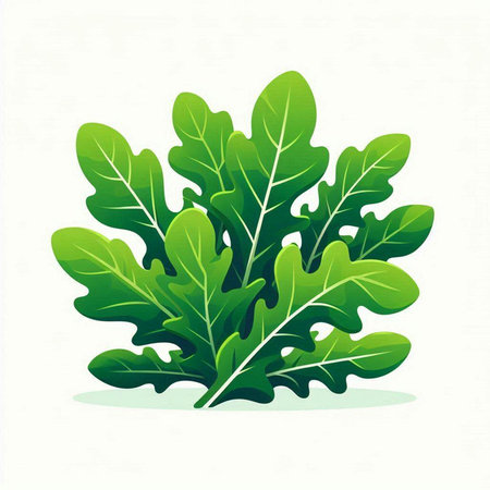 Green arugula leaves isolated on white background. Vector illustration.