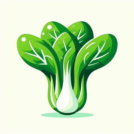Bok choy, chinese cabbage, vegetable vector illustration.のイラスト素材