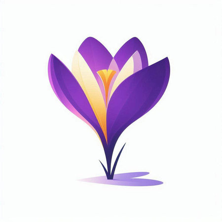 Beautiful purple crocus flower on white background. Vector illustration.のイラスト素材