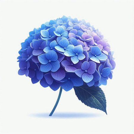 Blue hydrangea isolated on white background. Vector illustration.