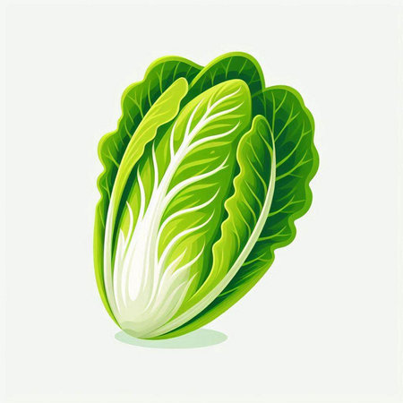 Vector illustration of fresh chinese cabbage on white background. Isolated.のイラスト素材