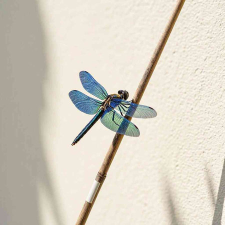 Blue dragonfly on a stick against a white wall in a garden