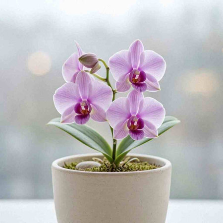 Beautiful purple orchid flowers in a pot on the windowsill