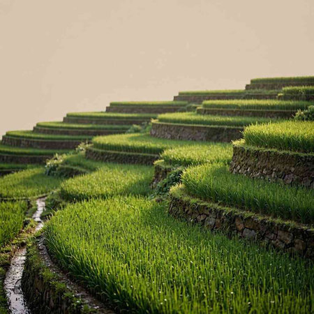 Rice terraces in Bali, Indonesia. Bali is one of the most beautiful places in the world.