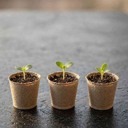 Small seedlings in peat pots on black background. Gardening concept