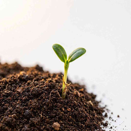 Green seedling illustrating concept of new life and environmental conservation. Close up.