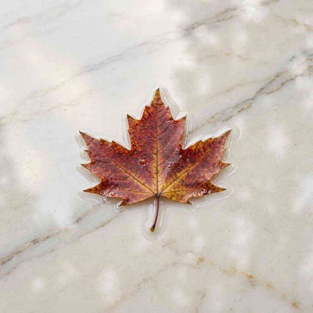 Autumn maple leaf on a white marble background with copy space.