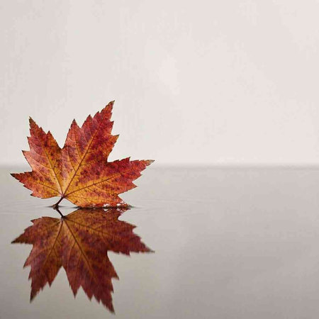 Autumn maple leaf on a mirror surface with copy space for text