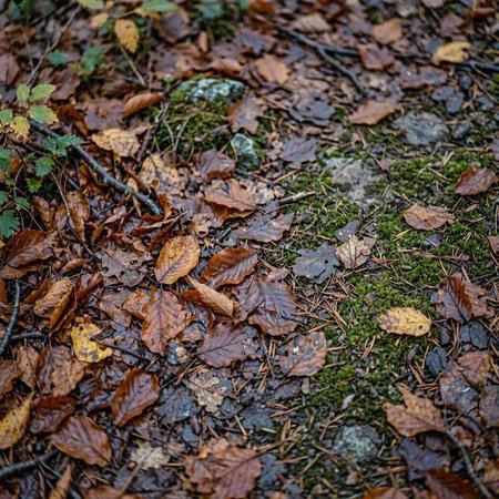 Autumn leaves on the ground in the forest. Selective focus.