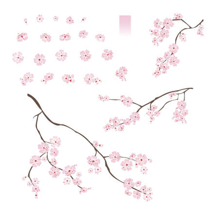 Blooming cherry sakura. Set of varied flowers buds branches gradient vector illustration isolated on white background.のイラスト素材
