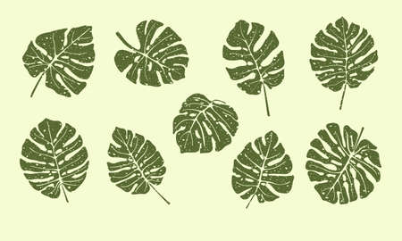 Aged tropical plant monstera leaves set. Hand drawn vector isolated on light background.のイラスト素材