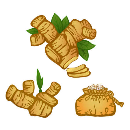 Spicy ginger root with green leaves. Colored hand drawn vector isolated on white background.のイラスト素材