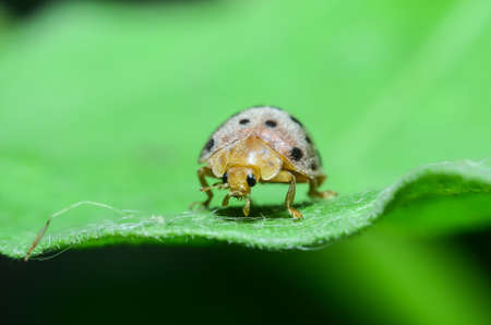 ladybug