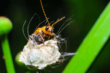 red beetleの写真素材