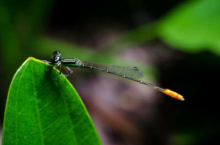 dragonflyの写真素材