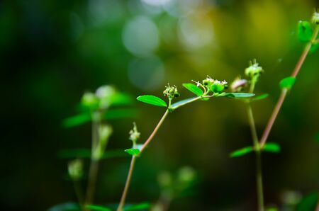 sprout
