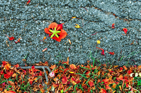 died leafの写真素材