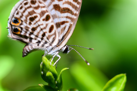 small butterflyの写真素材