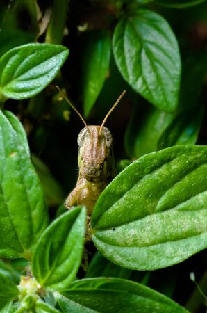 grasshopperの写真素材