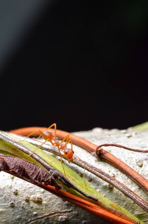 antの写真素材