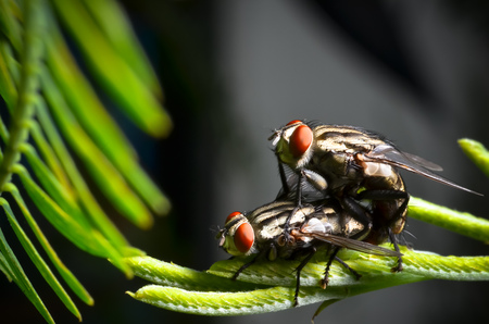 couple of flyの写真素材