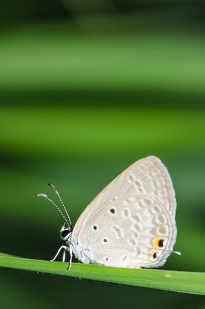 butterflyの写真素材