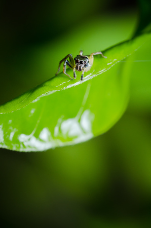 jumping spiderの写真素材