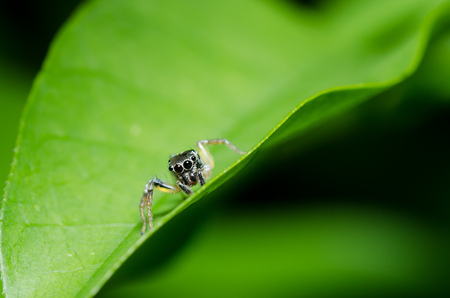 jumping spider