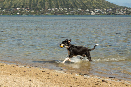 Dog running on the beach with a ball in her mouth and splashing waterの写真素材