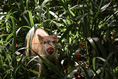 Wild boar in the jungle of Oahu, Hawaii.の写真素材