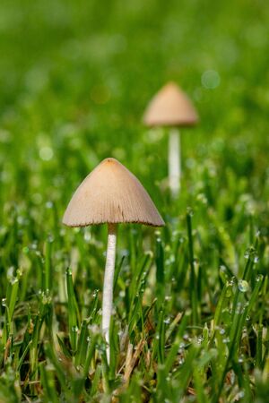 Beautiful New Mushrooms in Fresh Grass with Dew Early in the Morning. Standing Togetherの写真素材