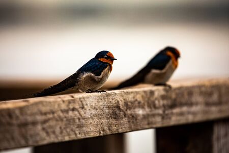 A Pair of Tiny Birds Look Toward the Ocean on a Cold Grey Dayの写真素材