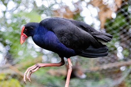 A Pukeko Walking By Being Cared For in Captivity