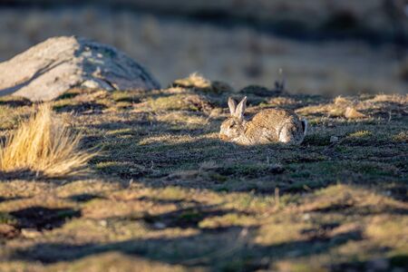 A Rabbit Pops Up Looking For Foodの写真素材