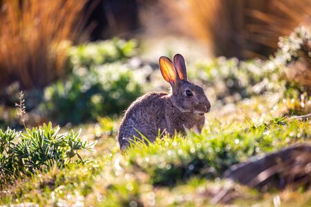 A Cute Bunny in Tekapo, New Zealand, Keeps Watchの写真素材